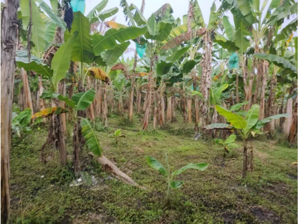 FINCA AGRO-TURISTICA EN QUIMBAYA